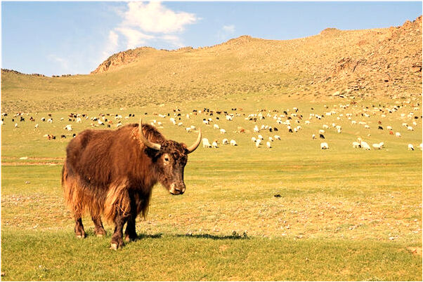 夢到了很大很大的鞋預示著什麼_周公解夢官網