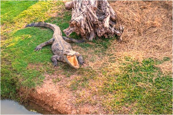 夢到一大堆樹葉什麼預兆_周公解夢官網