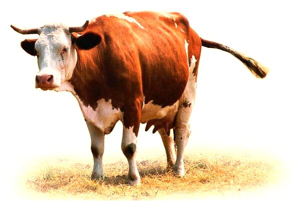 夢到了追著火車跑預示什麼_周公解夢官網