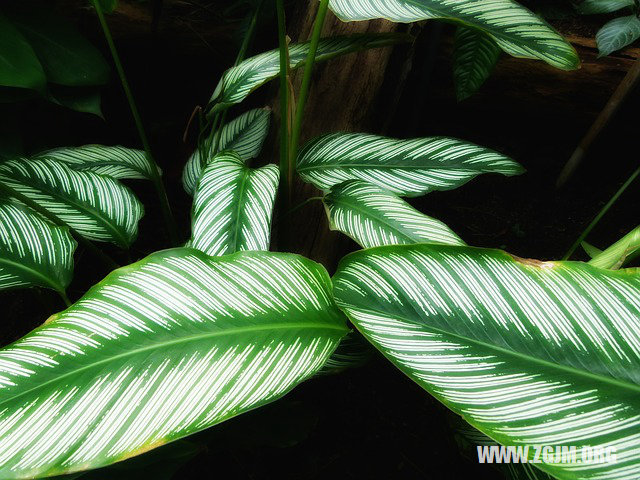 夢見家人受傷_周公解夢夢到家人受傷是什麼意思_做夢夢見家人受傷好不好_周公解夢官網