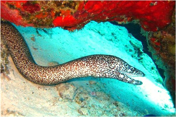 夢到搬筍子有什麼預示嗎_周公解夢官網