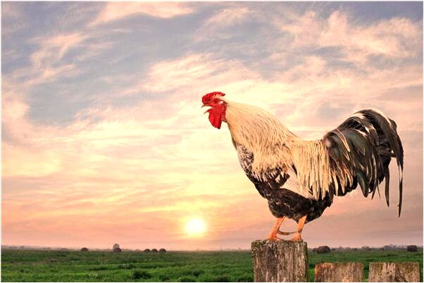 夢到臉中風抽了一個坑有什麼意義嗎_周公解夢官網