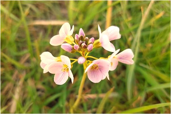 夢到自己變小又被蟑螂追是好是壞_周公解夢官網