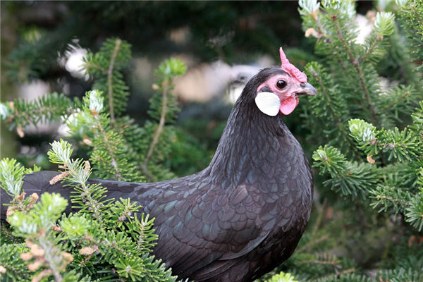 1981年屬雞的好運年份_十二生肖