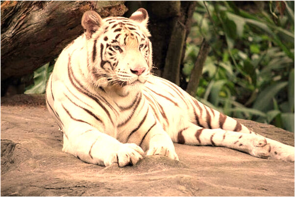 夢到了母親掉海里代表著什麼_周公解夢官網