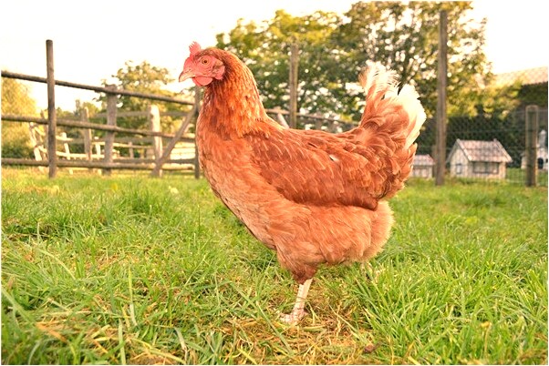 夢見在地里幹活是凶兆還是吉兆_周公解夢官網