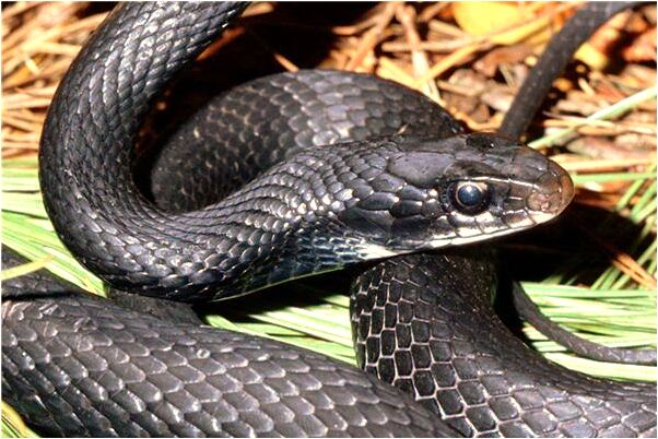 夢到了跟自己喜歡的人在一起是什麼兆頭_周公解夢官網