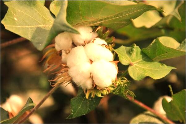 夢到與母親在陰府相見是咋回事_周公解夢官網