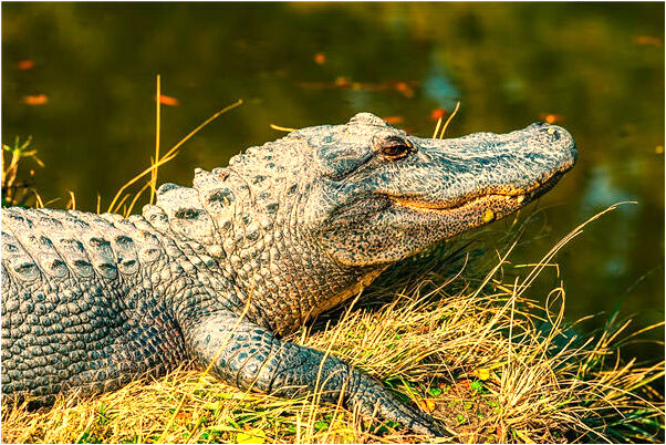 夢到了光商店買衣服預示什麼_周公解夢官網