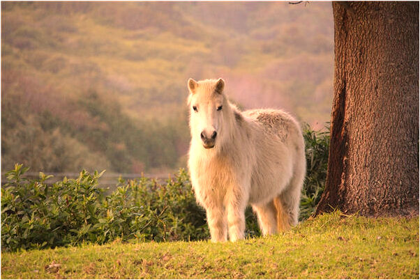 夢見老鼠咬我但沒咬到是什麼徵兆_周公解夢官網