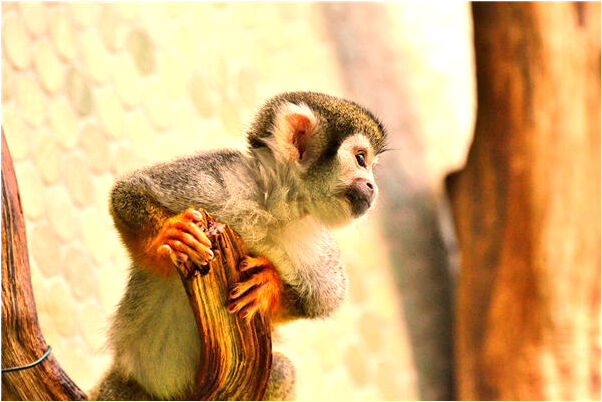 夢到了牙掉了好幾顆但沒有出血會是什麼預兆_周公解夢官網