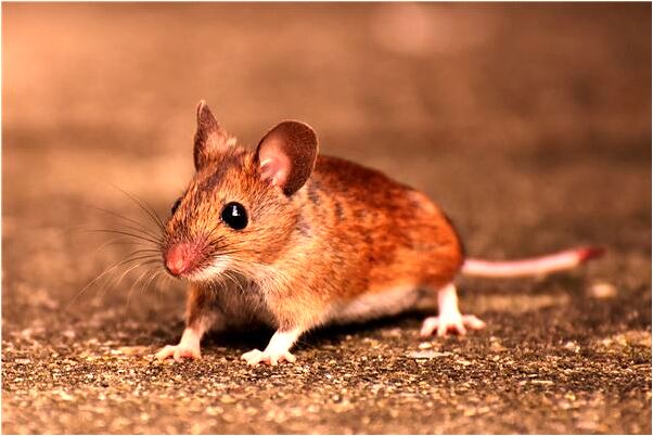 夢到月好支交泛是啥預兆_周公解夢官網