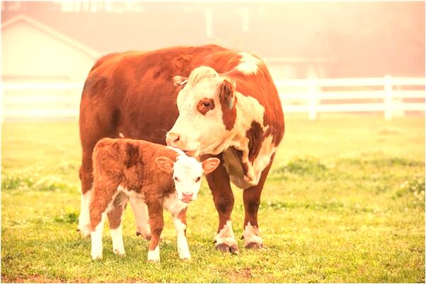 夢到了撿到一個黃色的金鐲子會怎么樣_周公解夢官網