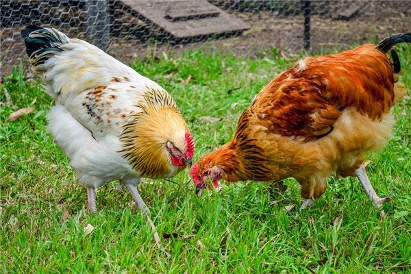 屬雞人在2021年的運勢_十二生肖