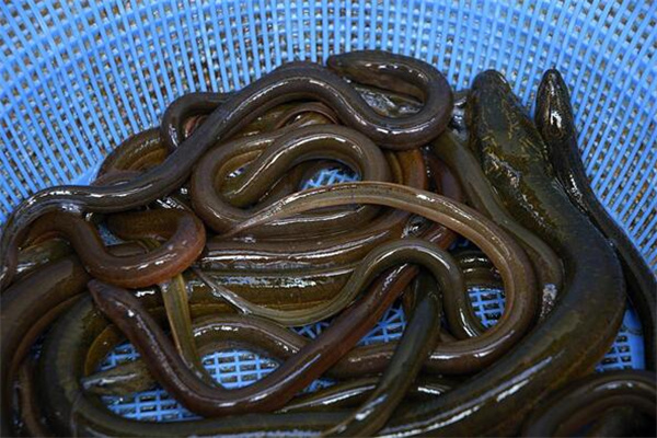 夢到膳魚啥意思_周公解夢