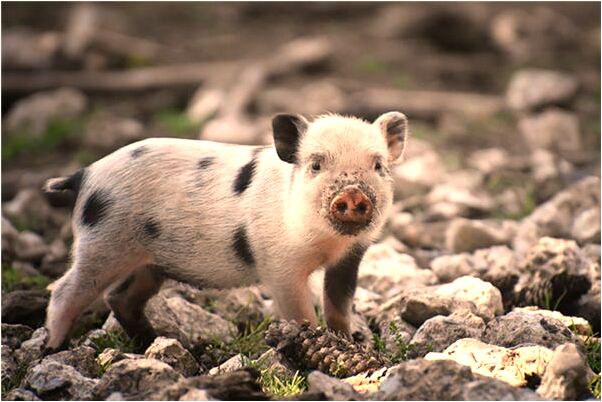 夢到了還有蜈蚣和好多怪怪的動物是什麼意思_周公解夢官網