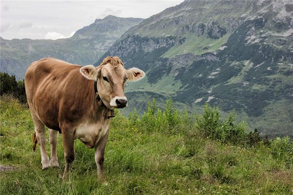 85年屬什麼生肖，和什麼相配？_十二生肖