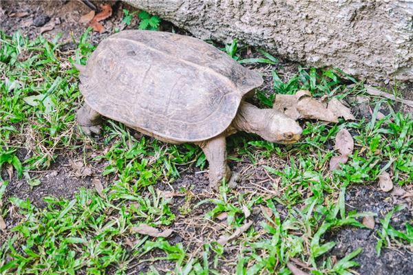 夢見抓烏龜_周公解夢