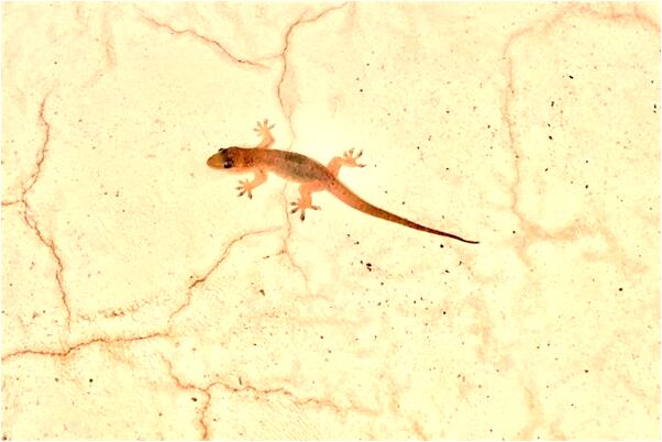 夢到了前任領導關心我會有什麼預兆_周公解夢官網