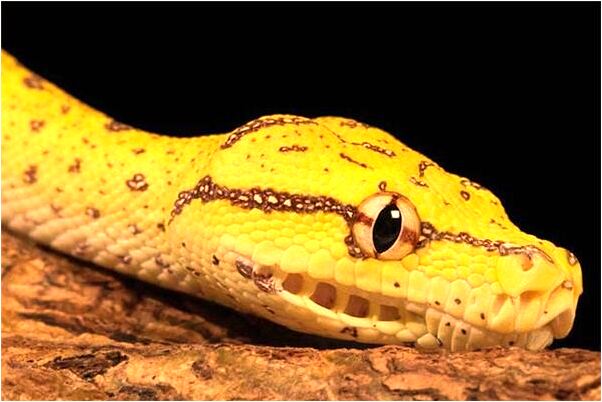 夢見黑色狗和黑色雞怎么說_周公解夢官網