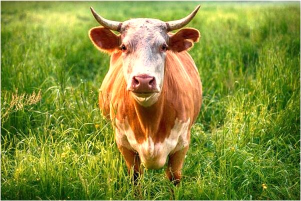 夢到佛珠斷了但是珠珠沒散是什麼預兆？_周公解夢官網