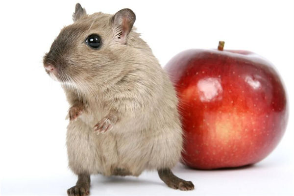 25歲的人什麼生肖_十二生肖