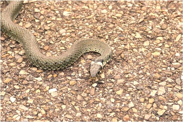 夢到大便解在褲子裡預示了什麼_周公解夢官網