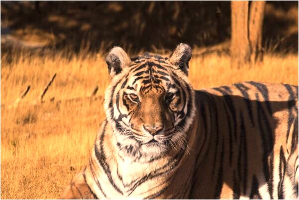 夢到打碎玻璃杯會是什麼預兆_周公解夢官網