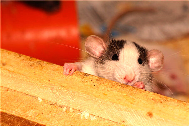 夢到了和喜歡的話相擁入睡有什麼徵兆_周公解夢官網