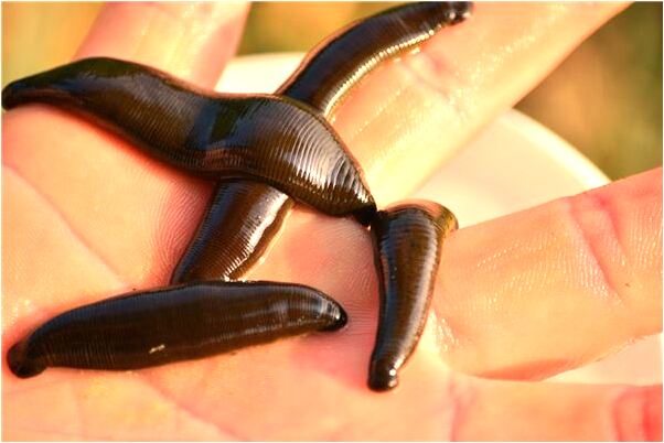 夢到路邊有很多蛇跑到河裡是凶兆還是吉兆_周公解夢官網