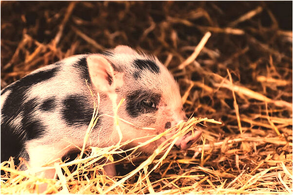 夢見四十多歲喊我叔叔的女人是什麼意思_周公解夢官網