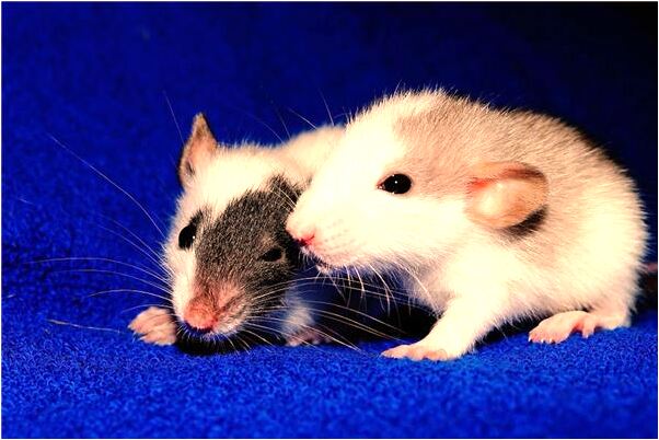 夢到和爺爺吃飯是好的徵兆嗎_周公解夢官網