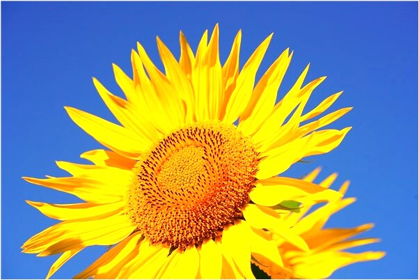 夢到了井被添滿代表著什麼？_周公解夢官網