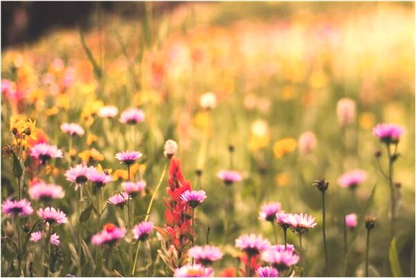 夢到了摘碗豆是吉兆嗎?_周公解夢官網