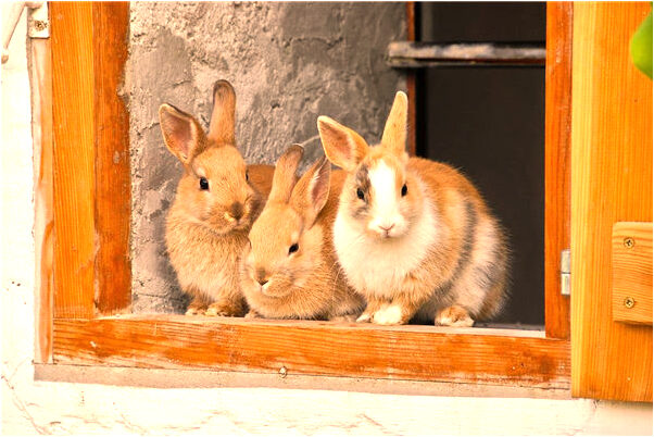 夢見經常和自己的男朋友是什麼啟示_周公解夢官網