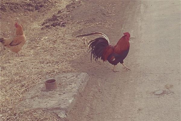 2017年雞幾月生的好_十二生肖