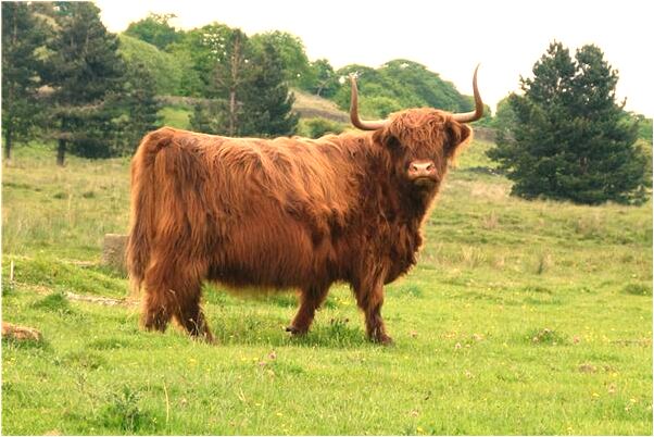 夢見兩條綠色的雙頭蛇什麼寓意_周公解夢官網