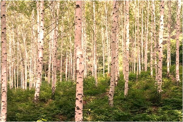 夢見在小時候的老家什麼寓意_周公解夢官網