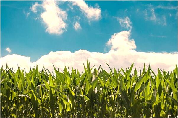 夢到了綠頭髮是什麼徵兆_周公解夢官網