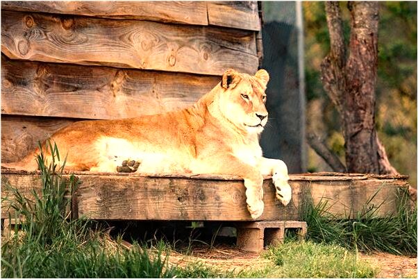 夢到了包人肉餃子有什麼意思嗎_周公解夢官網