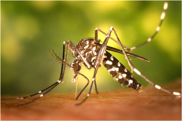 夢到牛追著撞我是什麼意思_周公解夢官網