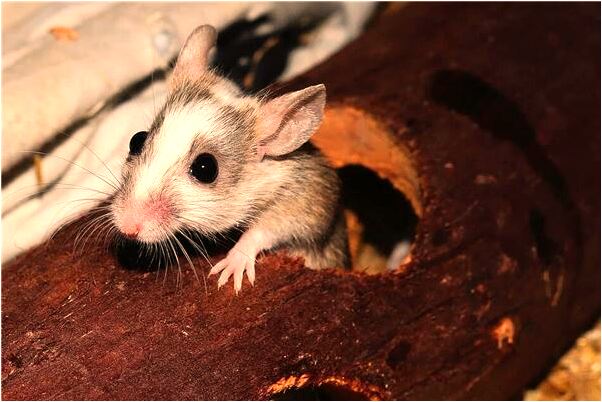 夢到了罵死人預示了什麼_周公解夢官網