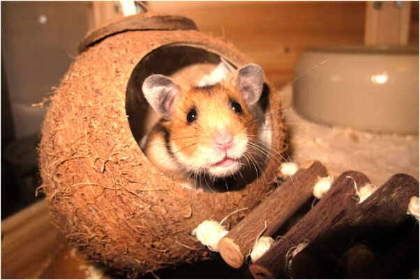 夢到在地里栽棉花代表著什麼_周公解夢官網