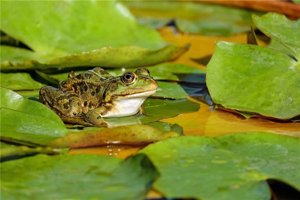 夢見一隻青蛙是好的徵兆嗎_周公解夢
