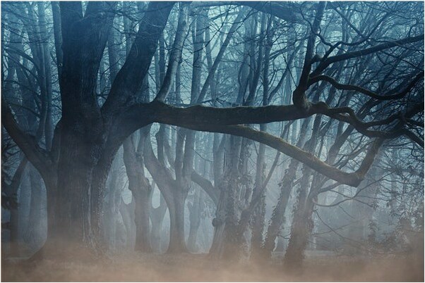 夢到龜變蛇滿地都是有什麼徵兆_周公解夢官網