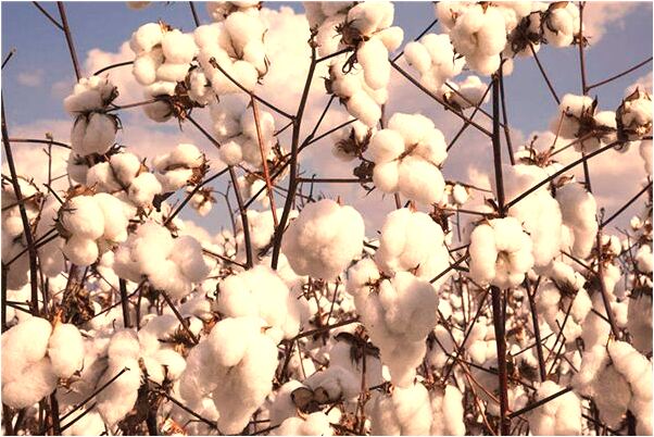 夢見塑膠袋里裝了一條清道夫魚意味著什麼_周公解夢官網