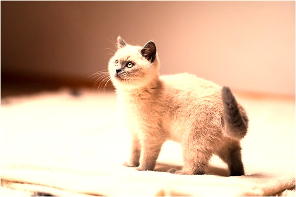 夢見變成孔雀有什麼含義_周公解夢官網