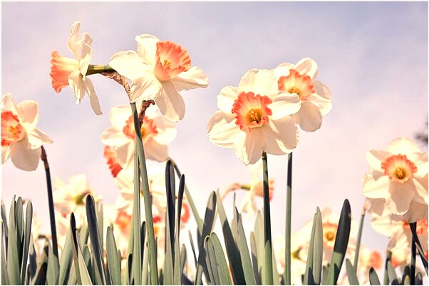 夢到上大便看到很多肉是什麼意思_周公解夢官網