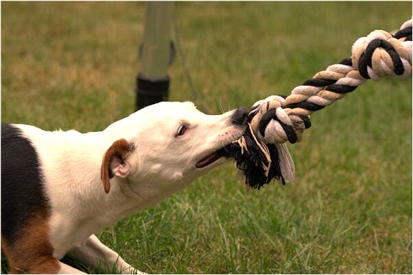 夢到婆婆送菜給我有什麼意思嗎_周公解夢官網