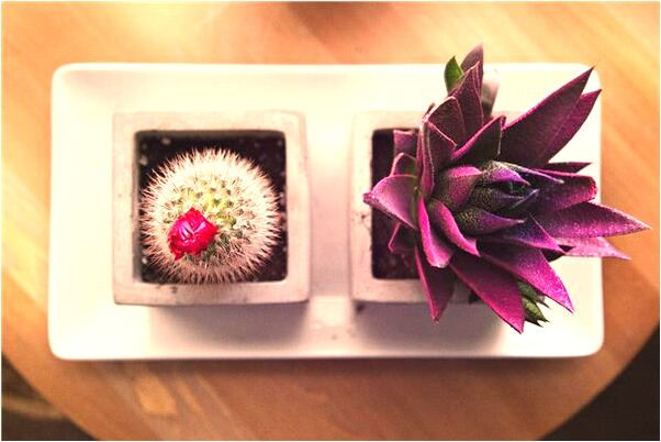 夢見老男人很愛我有什麼預兆_周公解夢官網